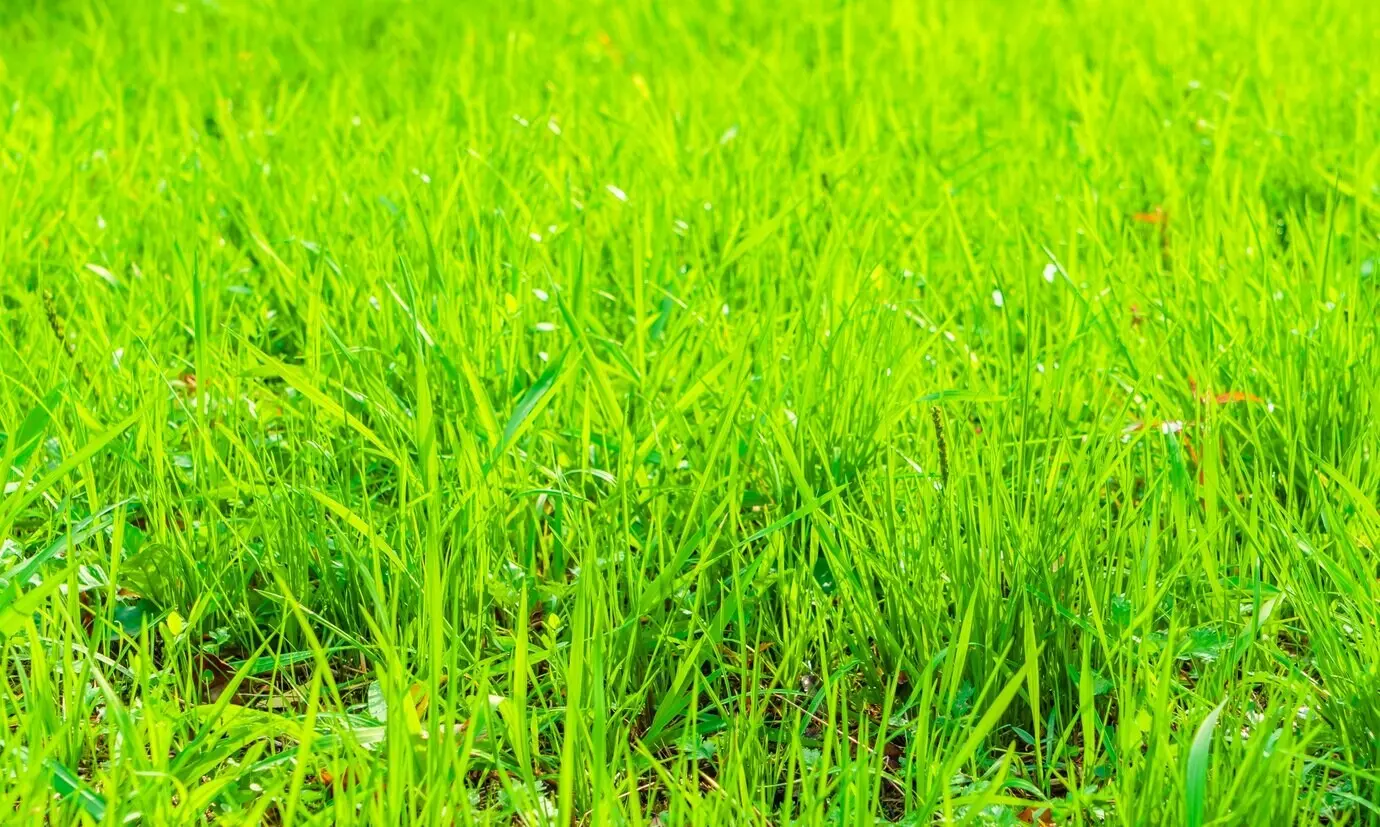 Frisches frühlingsgrünes Gras