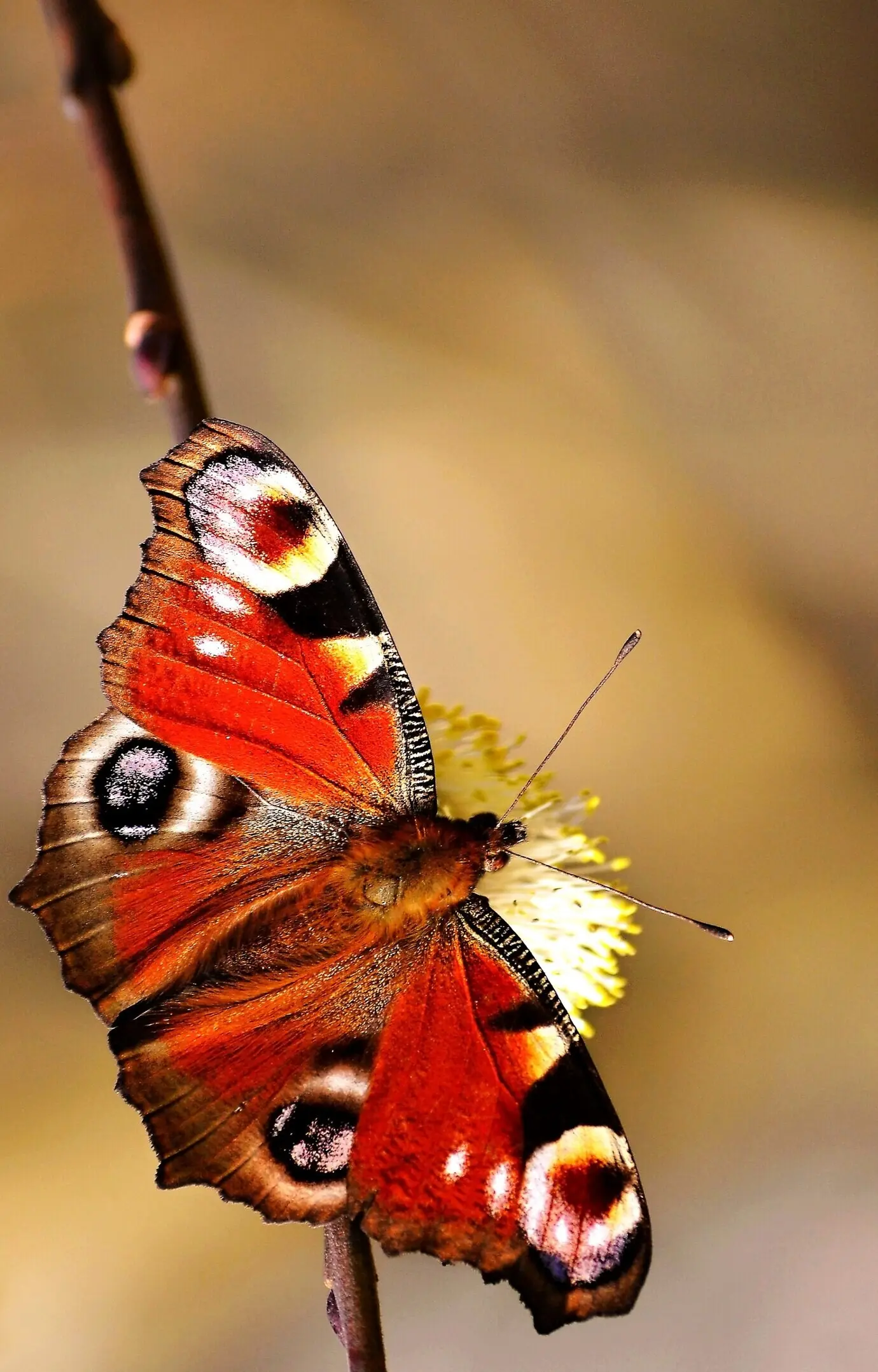 Farbenfroher Schmetterling auf einer Blume